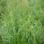 雑草に熱湯をかけるだけでOK？安全・簡単な除草法を徹底検証！