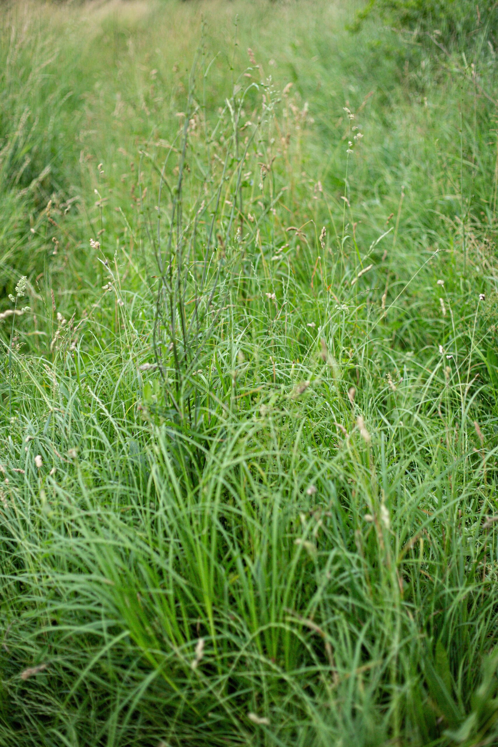 A vertical high angle shot of the beautiful green grass covering a meadow captured at daylight